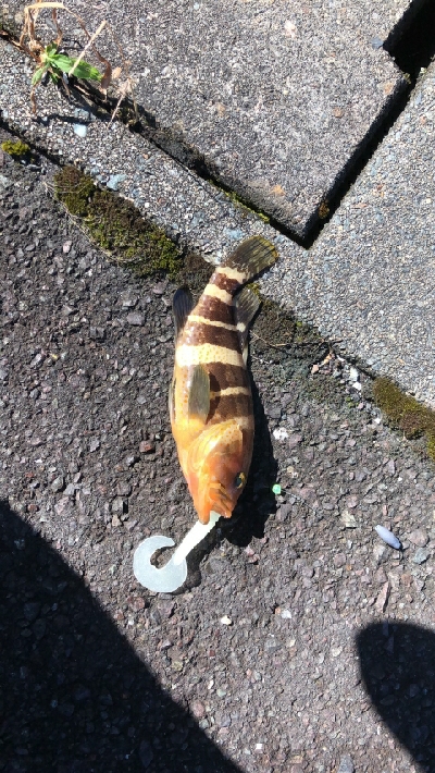 残暑のこる日本海でアコウを。。