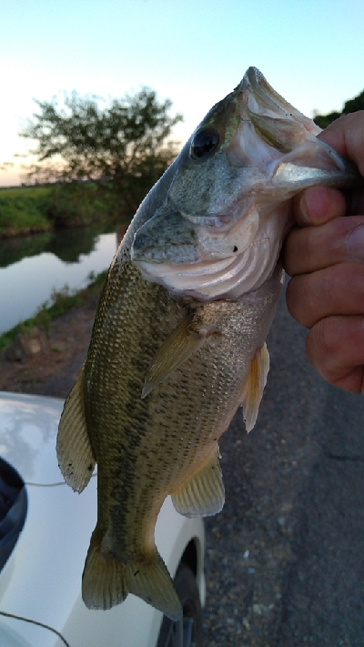 メバルタックルでコバッチ