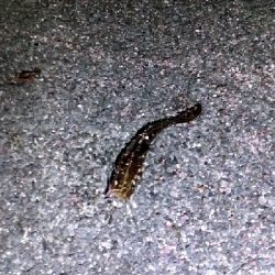 五色浜で、カサゴ、アナゴ、ゴンズイ、サメ、タイ