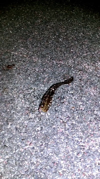 五色浜で、カサゴ、アナゴ、ゴンズイ、サメ、タイ