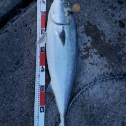 初呑ませ釣りでブリ