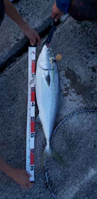 初呑ませ釣りでブリ