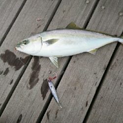 5連休最終日、ショアジギリベンジ釣行!