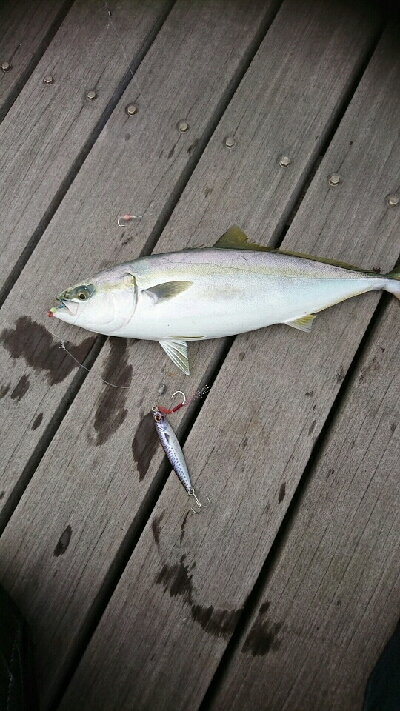 5連休最終日、ショアジギリベンジ釣行！