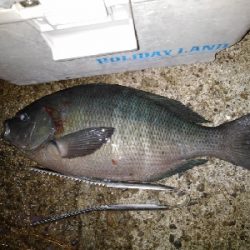 9/25釣果グレ37センチナミフエダイ