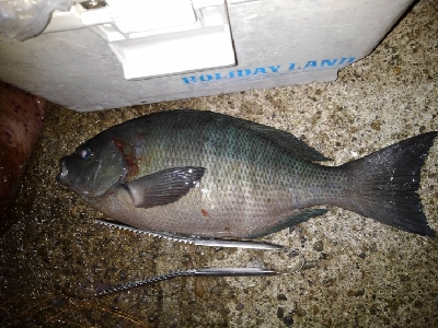 9/25釣果グレ37センチナミフエダイ