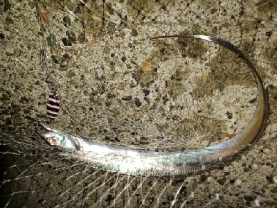 タチウオ、フクラギ