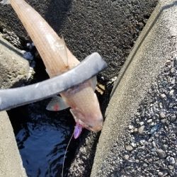 昼タチウオ&エソ祭り