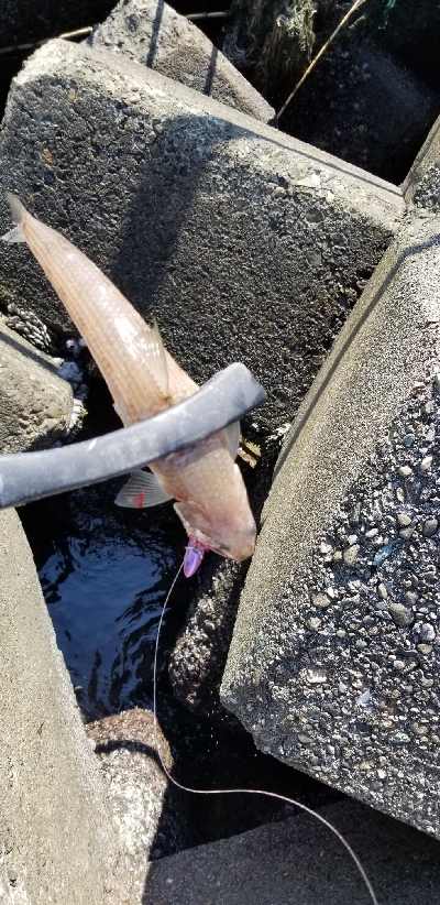 昼タチウオ&エソ祭り