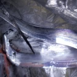 サビキ中に外道でタチウオ。