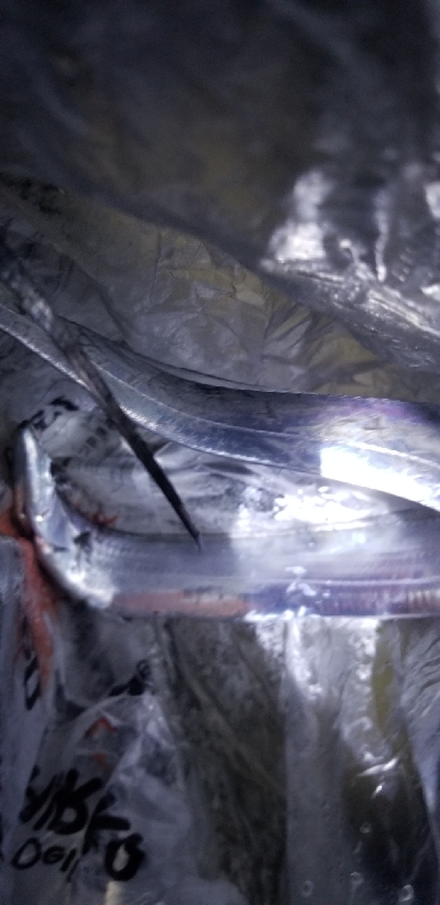 サビキ中に外道でタチウオ。