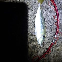 でかアジ、太刀魚狙い