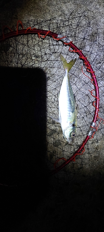 でかアジ、太刀魚狙い