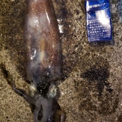 イカ釣れた～(*^^*)