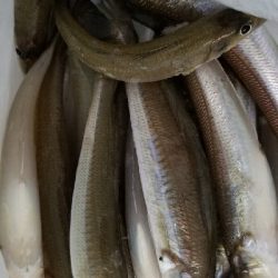 キス釣り　あと少し尺届かず