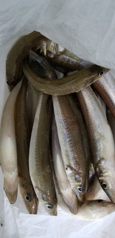 キス釣り　あと少し尺届かず