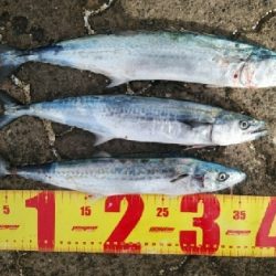 ちびサゴシ多数の報を受け