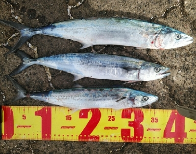 ちびサゴシ多数の報を受け