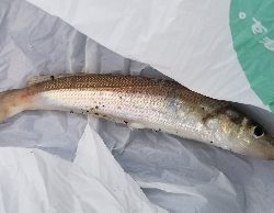 ファミリーフィッシング