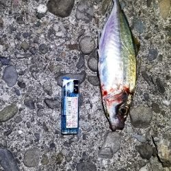 ナイトフィッシング