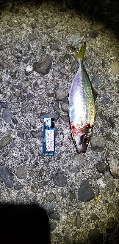 ナイトフィッシング