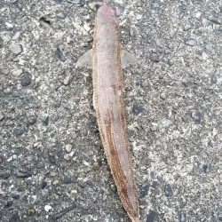 ライトショアジギング