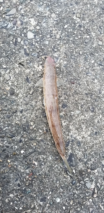 ライトショアジギング