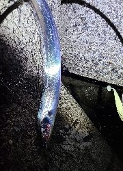 ワインド、アジング