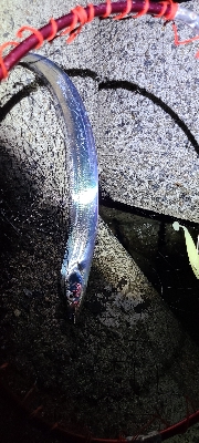 ワインド、アジング