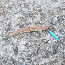 サゴシを求めて