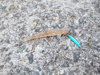 サゴシを求めて