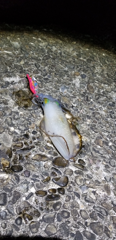 久し振りにエギング