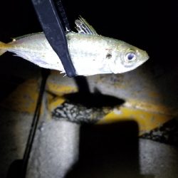 短時間の豆アジング