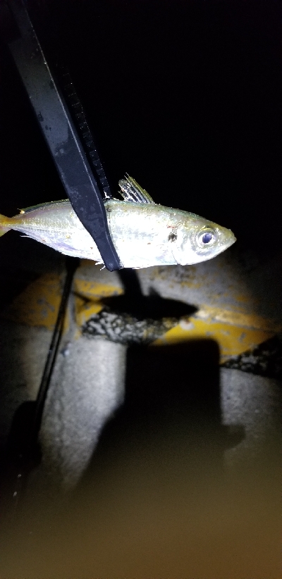 短時間の豆アジング