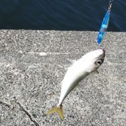 サバ 食べてみた