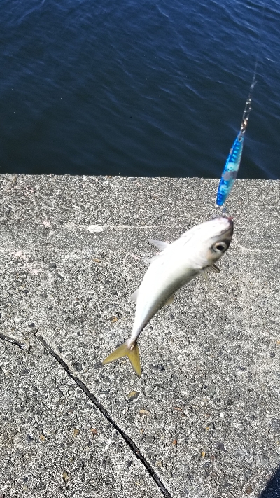 サバ　食べてみた