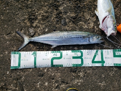 青物ボチボチです。