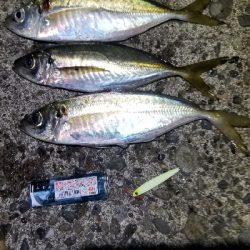 小さいジグとエギで夜釣り