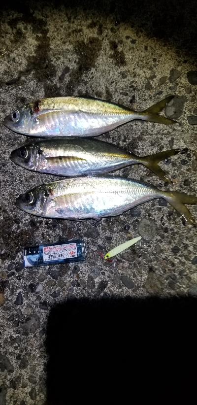 小さいジグとエギで夜釣り