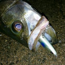 シンペン丸呑み