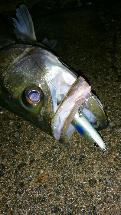 シンペン丸呑み