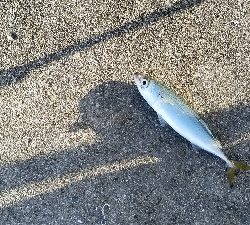 サバ　SABERも  渋かった