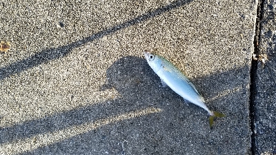 サバ　SABERも  渋かった