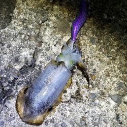 イカからタチウオ