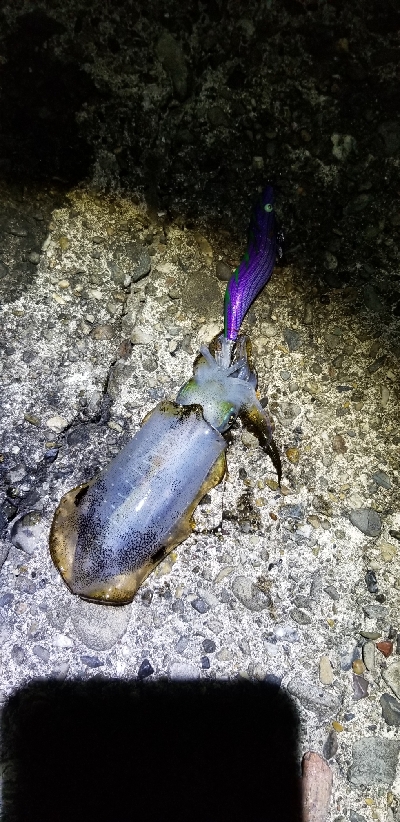 イカからタチウオ