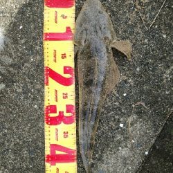 マゴチの群れに大当たり