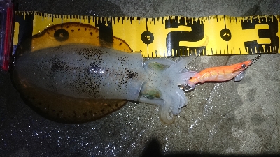 仕事終わりにエギング