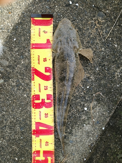 マゴチの群れに大当たり