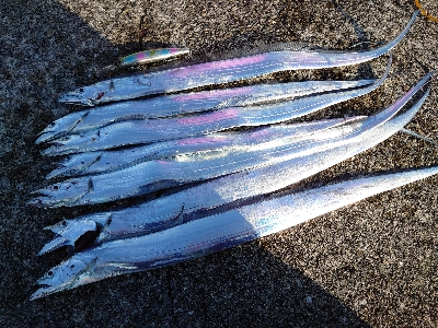 今季初の太刀魚ラッシュ！