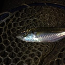 尺アジを求めて